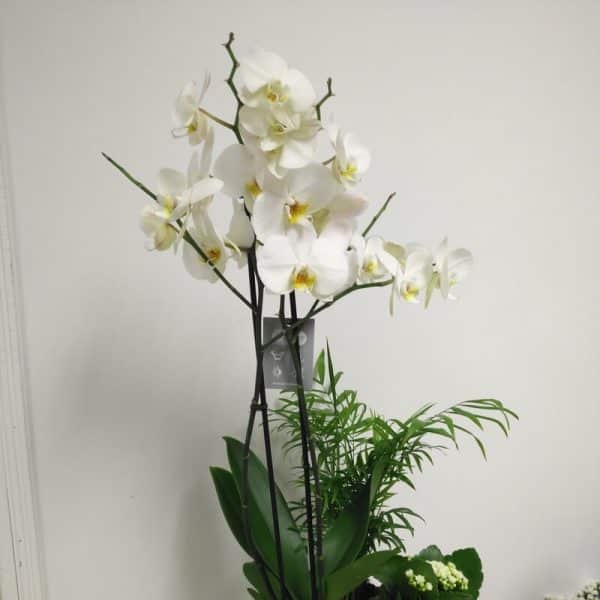 Orquídea blanca con plantas