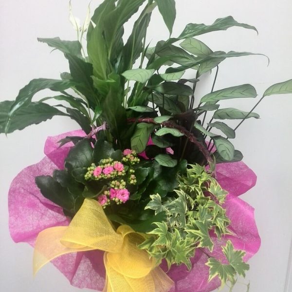 Base con plantas naturales