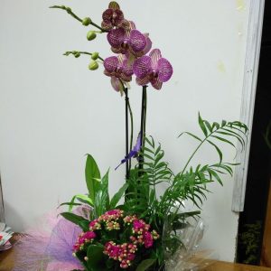 Orquídea morada