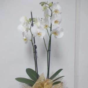 Orquídea blanca decorada